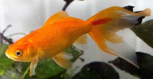 Want New Fish? Read This!