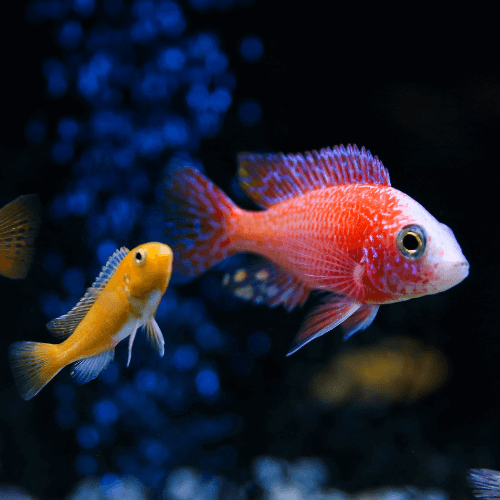 Aquatic Pet Care Services