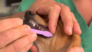 Did You Brush Your Pet’s Teeth Today? Why Not?!