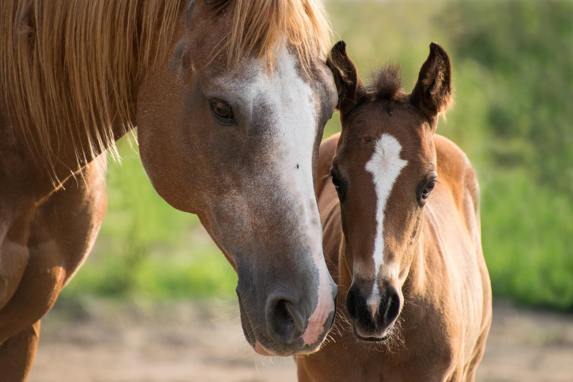 Large Animal Wellness