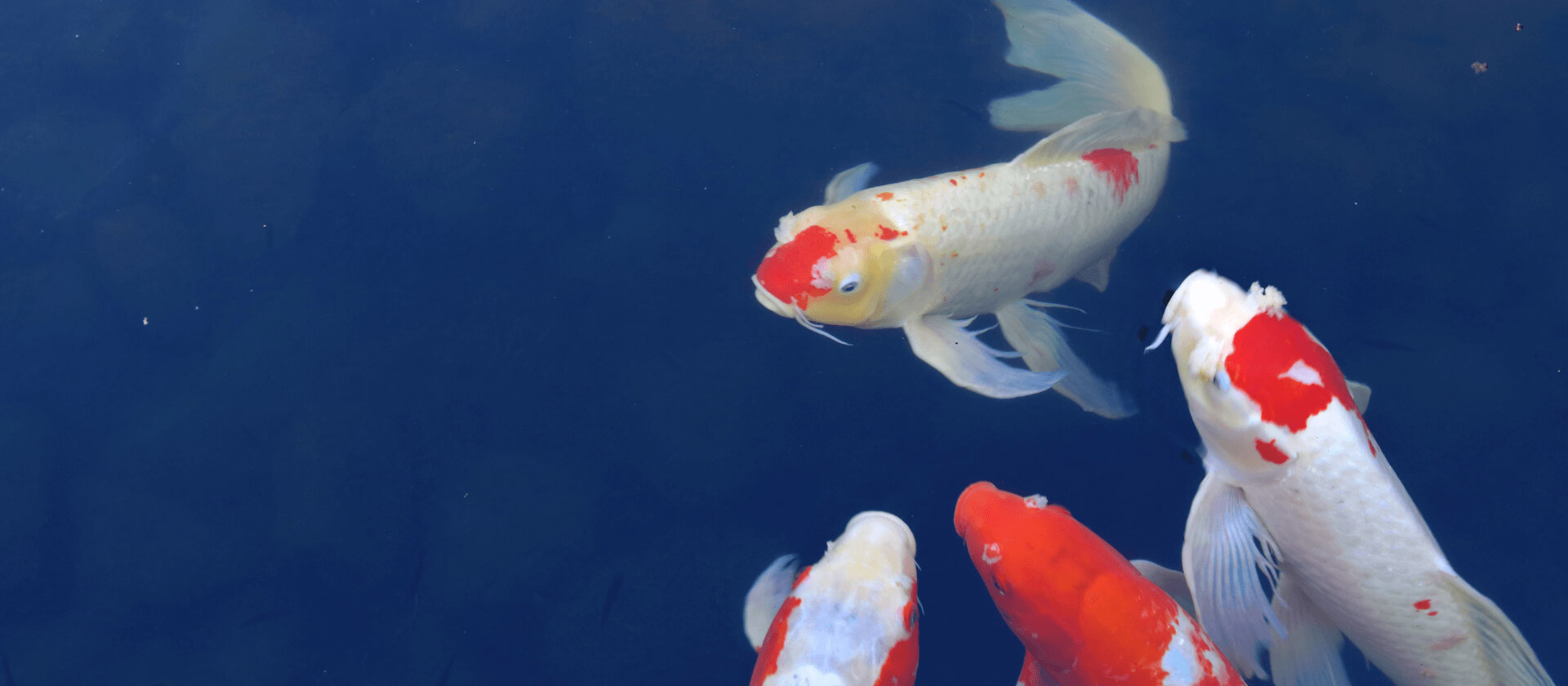Central US & Colorado's Leading Fish Doctor