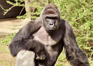 Harambe: What Can We Learn?