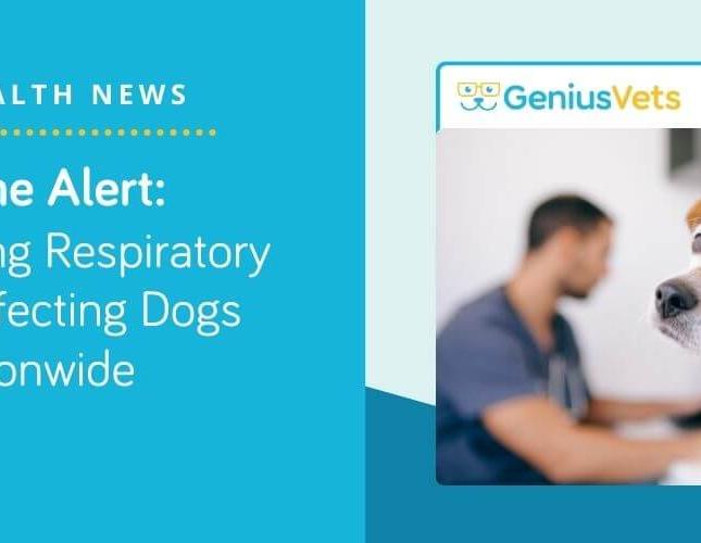 Canine Alert: The Puzzling Respiratory Illness Affecting Dogs Nationwide